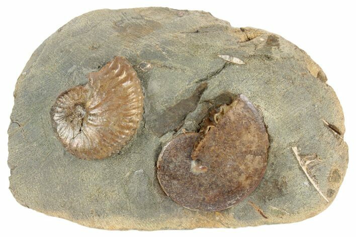 Fossil Ammonites (Sphenodiscus & Jeletzkytes) - South Dakota #189320